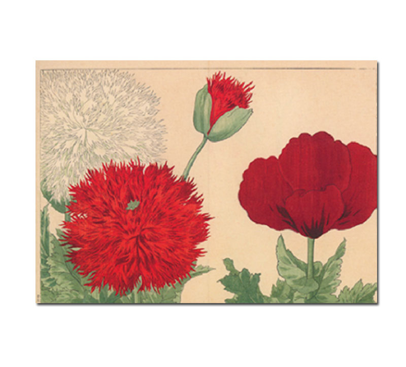 Doppelkarte Mohnblüten von Konan Tanigami