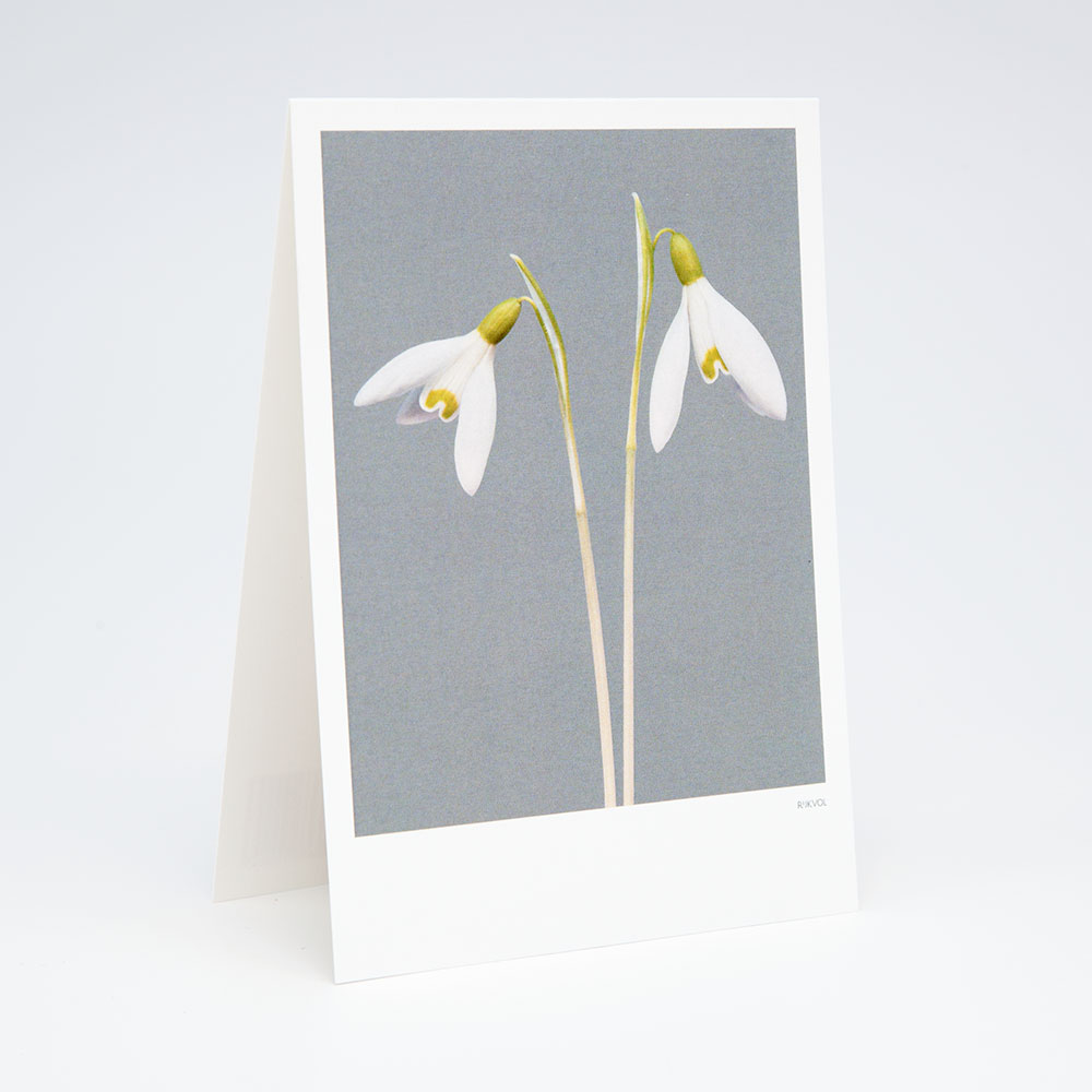 Aufstellkarte -SnowDrop 02, Grau, Schneeglöckchen, Florale Grußkarte mit Umschlag von Studio Rijkvol  